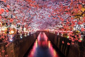 夢占いで知る桜の夢の意味とメッセージ徹底ガイド