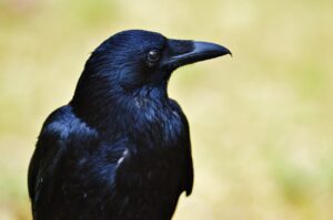 夢占い・夢診断で読み解くカラスの夢が持つ意味とは？徹底解説