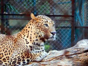 夢占い・夢診断でヒョウが出てくる意味とメッセージ完全ガイド