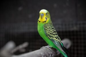夢占い・夢診断でインコが教えてくれるメッセージとは？幸運と現状のヒントを徹底解説